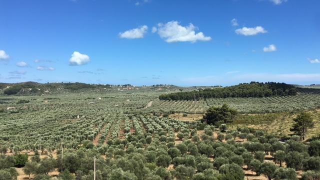 Tenuta Valle Della Corte Vieste Zewnętrze zdjęcie